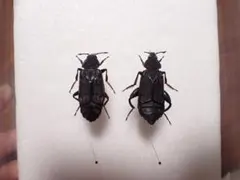 激レア ヒメユミアシゴミムシダマシ ペア 標本 - メルカリ