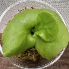 Oshin様専用 おまとめ割引適用 リドレイ パカラン ②