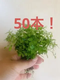 人気♡シマネトリ7月限定セール！♡１０センチ前後✖️50本♡実苗のサムネイル