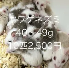 2026年最新】ヤワゲネズミの人気アイテム - メルカリ