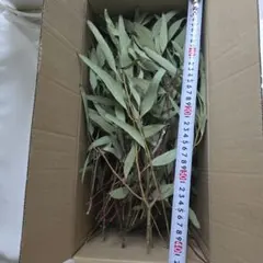 ユーカリ ドライフラワー 枝の長さ最大　60cm　60本 120サイズ⋆ฺ࿐✩⡱ ユーカリ ドライフラワー 枝の長さ最大 60cm 60本 120サイズ⋆ฺ