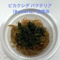 ビカクシダ バクテリア（Bacteria）前葉体のサムネイル