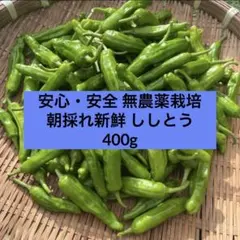 【農家直送】朝採れ新鮮ししとう✨のサムネイル