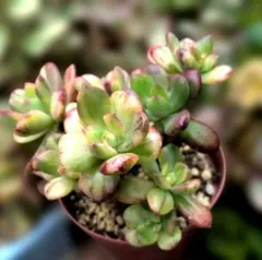 75#多肉植物❤️ミニベル錦群生❤️極美斑　極美苗❤️12頭17cm!拔キ苗！ ミニベル群生 – 多肉植物の通販・販売サイト tawawa
