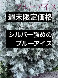 【週末限定価格】ブルーアイスコニファー