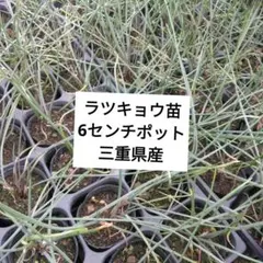 ラッキョウ苗、根つき4ポット苗のサムネイル