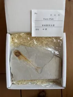 Item thumbnail for item 4ca3dc46-70bb-40e1-b8cf-f112651ec7d9