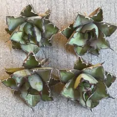 ぽにょ様 リクエスト 3点 まとめ商品