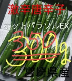 特別栽培】沖縄県産良品 激辛青唐辛子ホットパラソル200g⭐️12時間