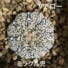 2026年最新】ミラクル兜の人気アイテム - メルカリ
