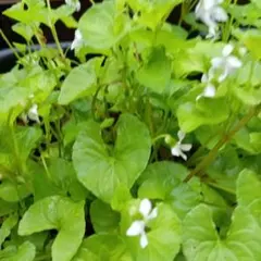 アリアケスミレ 小苗 1株 有明すみれ 有明菫 多年草 山野草 宿根草 a2