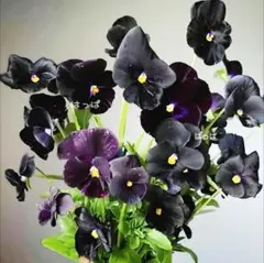 花の種 ミステリアスな黒紫パンジー12粒のサムネイル