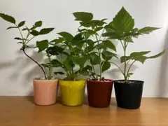 인도 가을 여름 산타나 초보자를 위한 라즈베리 모종 4종 추천.