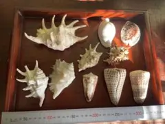 天然貝殻 10個セット