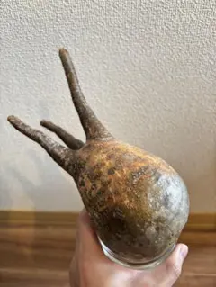 ⚡️値下げ⚡️パキポディウム　グラキリス　発根管理中　現地球 パキポディウム グラキリス 【現地球/発根済み】HK2402614 | RAFLUM