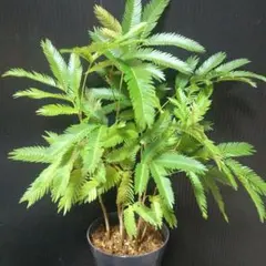 エバーフレッシュ　実生苗　鉢付き