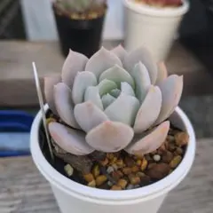 すーず様 リクエスト 2点 まとめ商品