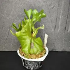 ⬛️速達⬛️ Darlingtonia ダーリングトニア 食虫植物 - メルカリ
