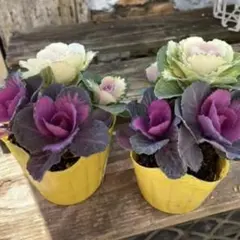 専用　ミニ葉牡丹　種50粒のサムネイル