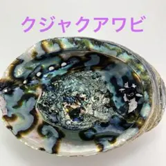 NO.58-82 クジャクアワビ(貝殻) 磨き　約21cm