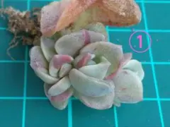 ラブリーローズ錦 ☆赤斑 ☆ 葉挿し苗 (①+②の2苗 )