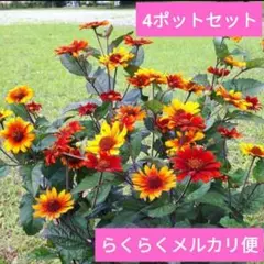 宿根　ヒメヒマワリ　ブリーディングハーツ　らくらくメルカリ便 宿根ヒメヒマワリ ブリーディングハーツ 4ポットセット らくらく