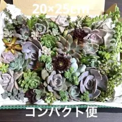 2026年最新】黒法師の人気アイテム - メルカリ
