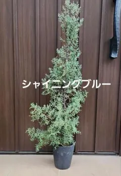 シャイニングブルー コニファー 鉢植え　苗木　庭木　シンボルツリー
