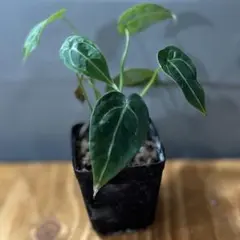 2025年最新】アンスリウムの人気アイテム - メルカリ