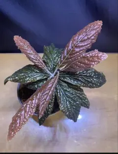 PLUTO様 リクエスト 2点 まとめ商品