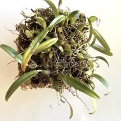 リアル様 リクエスト 3点 まとめ商品