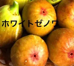 キヨ様 リクエスト 3点 まとめ商品