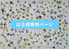 はる様専用ページ　ビオラ横姿 まとめ2点