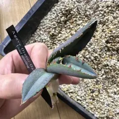 【現品】ウリエル 実生 RAFLUM育成株 5個セット】アガベ Uriel oteroi seeding / ウリエ