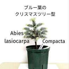 プンゲンストウヒ picea pungens クリスマスツリー もみの木 苗 - メルカリ