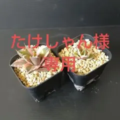 アガベ 白鯨錦とスナグルトゥースの育成セット(管理番号①)のサムネイル