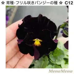 ひでちゃん。☆プロフご覧下さい。様 リクエスト 5点 まとめ商品