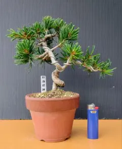 2026年最新】那須五葉松の人気アイテム - メルカリ