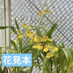 オンシジューム　洋ラン　2のサムネイル