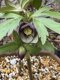 2026年最新】トルカータスの人気アイテム - メルカリ