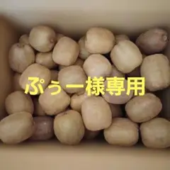 【ぷぅー様専用】愛媛県産　キウイフルーツ　7kg