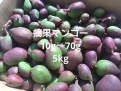 摘果マンゴー　3.6kg箱込み 摘果マンゴー（青マンゴー） 沖縄 燦々マンゴー【公式通販2023