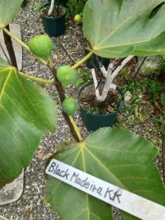 bom様 リクエスト 2点 まとめ商品