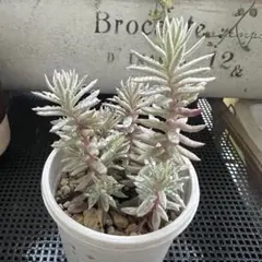 TK様 リクエスト 3点 まとめ商品