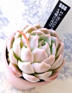 ꕤclara*様 リクエスト 2点 まとめ商品