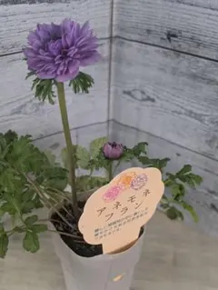 みえりん様 リクエスト 2点 まとめ商品