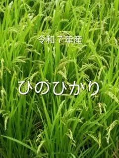 令和7年産 兵庫県産 ひのひかり 7部つきのサムネイル