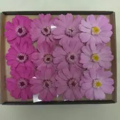 プリザーブドのジニア　ピンク系詰め合わせ