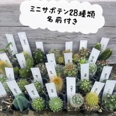 ミニサボテン 28種類 名前付き　サボテン　多肉植物のサムネイル