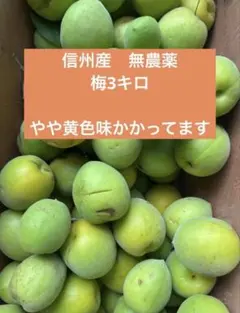 신슈산 무농약 매실 3kg ❣️